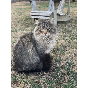 Found Cat Unknown