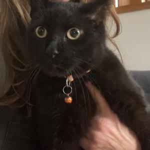 Image of Buddy, Lost Cat