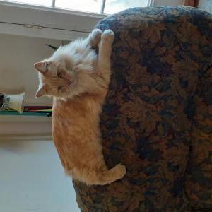 Image of Simin, Lost Cat