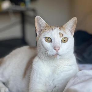 Image of Tumi, Lost Cat