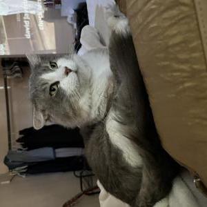 Image of Cherry, Lost Cat