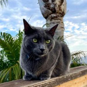 Lost Cat Jasper