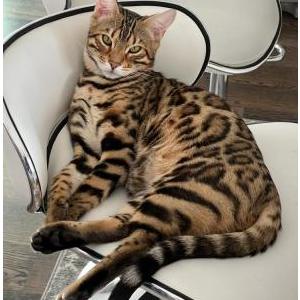 Image of BOSA, Lost Cat