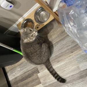 Lost Cat Mew
