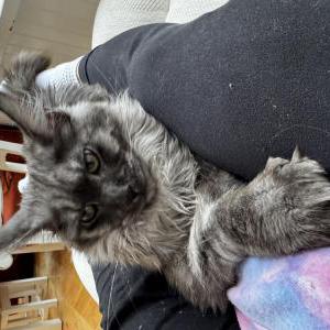 Lost Cat Dalle