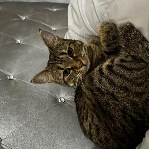 Image of Z, Lost Cat