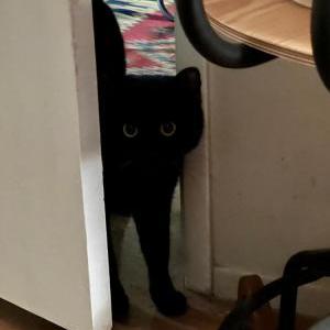 Image of GUS, Lost Cat