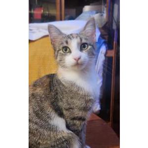 Lost Cat Butterscotch