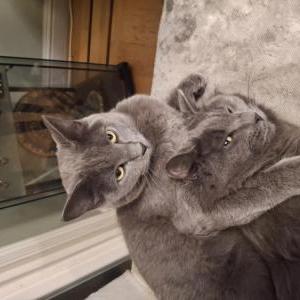 Lost Cat Lola