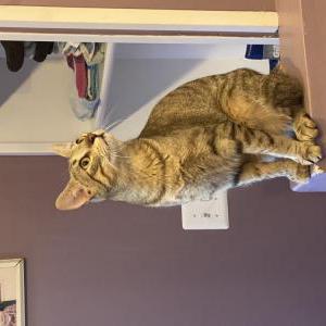 Lost Cat Ricky
