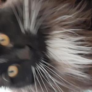 Image of Toby, Lost Cat