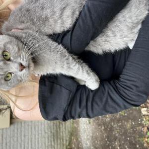 Found Cat Unknown