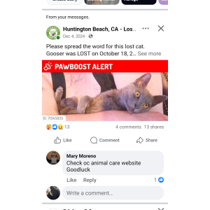 Image of Gooser, Lost Cat