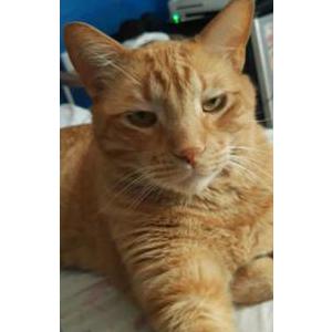 Image of Garfield, Lost Cat
