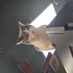 Image of Navi, Lost Cat