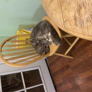 Image of Meow, Lost Cat
