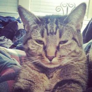 Lost Cat Earl