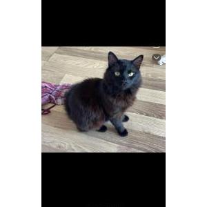 Lost Cat vicky