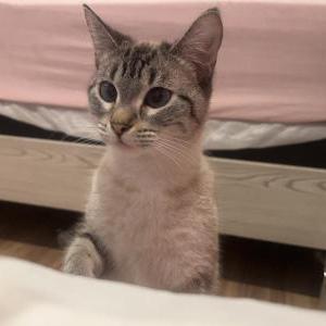 Image of Mimi, Lost Cat