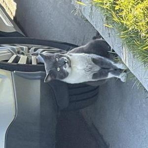 Image of Unknown, Found Cat