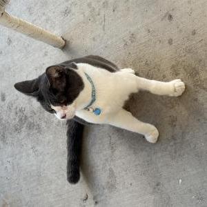 Image of Maximus, Lost Cat