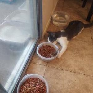 Image of Patches, Lost Cat