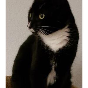 Lost Cat Cosmo