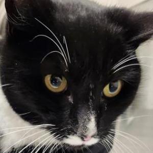 2nd Image of Cosmo, Lost Cat