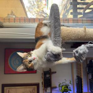 Lost Cat Addie (My Love)