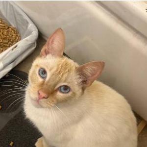 Image of Dylan, Lost Cat