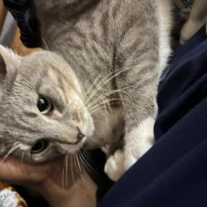 Image of Ghost, Lost Cat