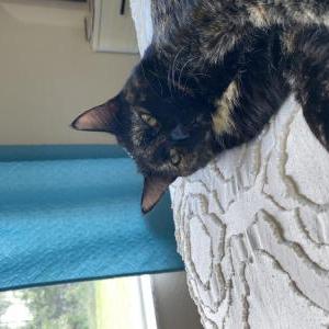 Lost Cat Luna