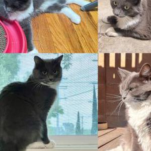 Image of Rainbow, Lost Cat