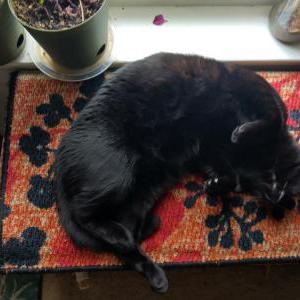 Lost Cat Xamot