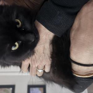 Lost Cat Boo