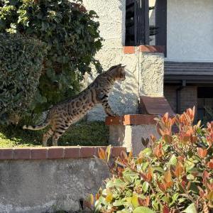 Image of Troy, Lost Cat