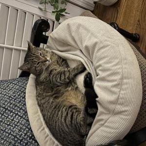 Image of Tiger, Lost Cat