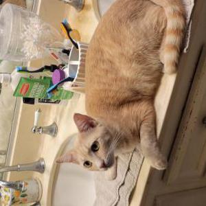 Lost Cat Penny