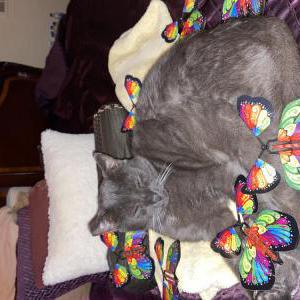 Image of Sam, Lost Cat