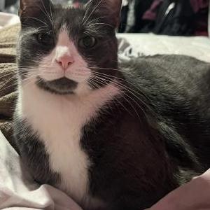 Lost Cat Dasher or Yon