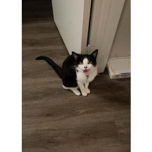 Image of Button, Lost Cat