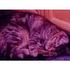 Image of ESPERANZA, Lost Cat