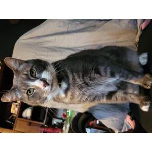 Lost Cat Bender