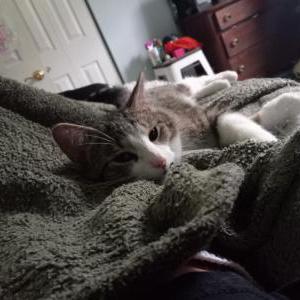Lost Cat lionel