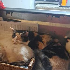 Lost Cat Mama