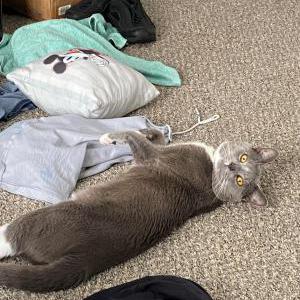Lost Cat Gray