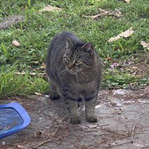 Image of Boogie or Little Bit, Lost Cat