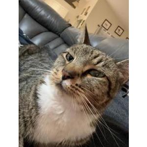 Lost Cat Pebbles