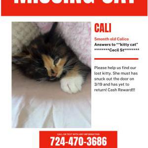 Lost Cat Cali