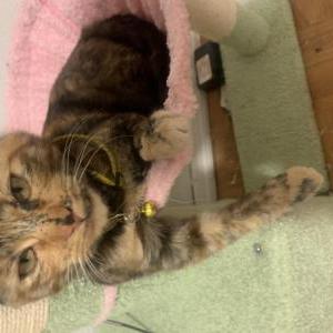Lost Cat Mazapán